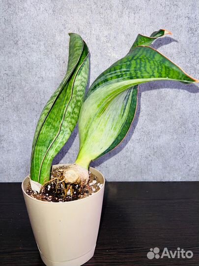 Сансевиерия Бруда