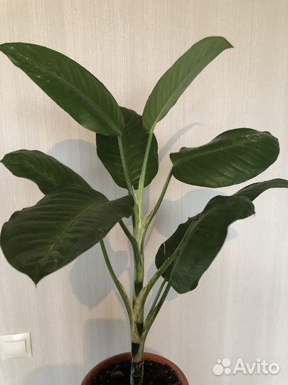 Диффенбахия