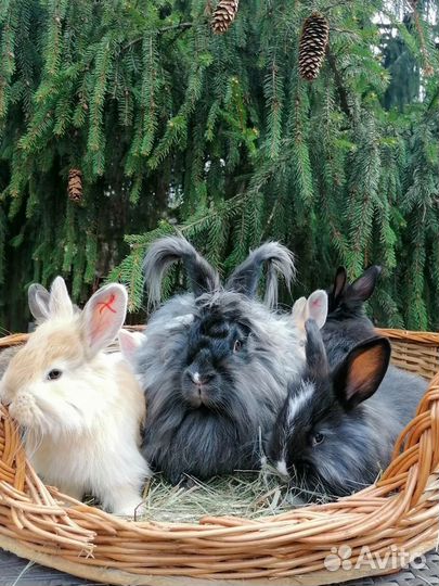 Пуховые кролики немецкая ангора