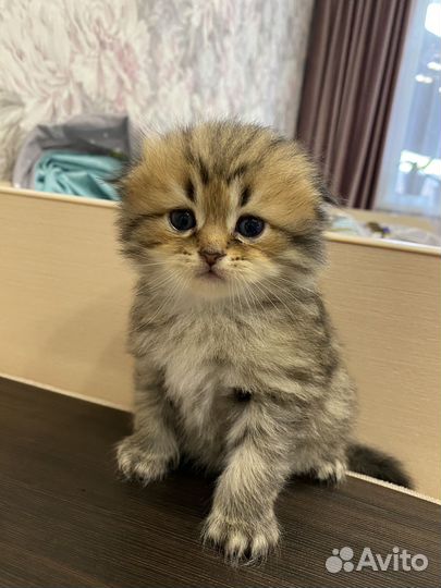 Шотландские котята
