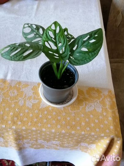 Сциндапсус