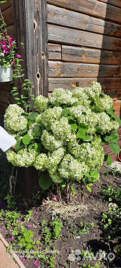 Жасмин садовый