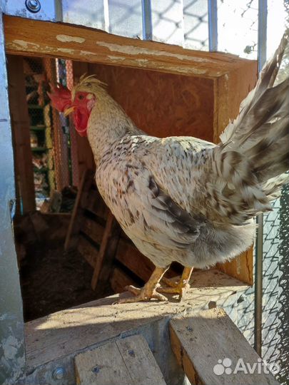 Продам петуха Легбара кремовый