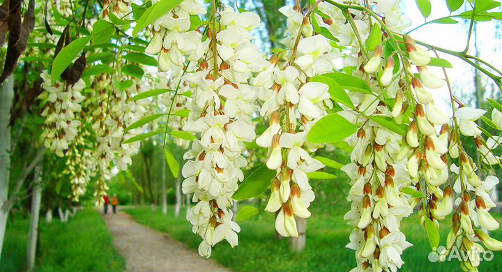 Семена Белая Акация