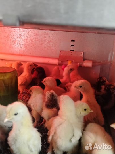 Цыплята колумбийской брамы