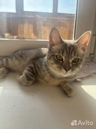 Котенок девочка