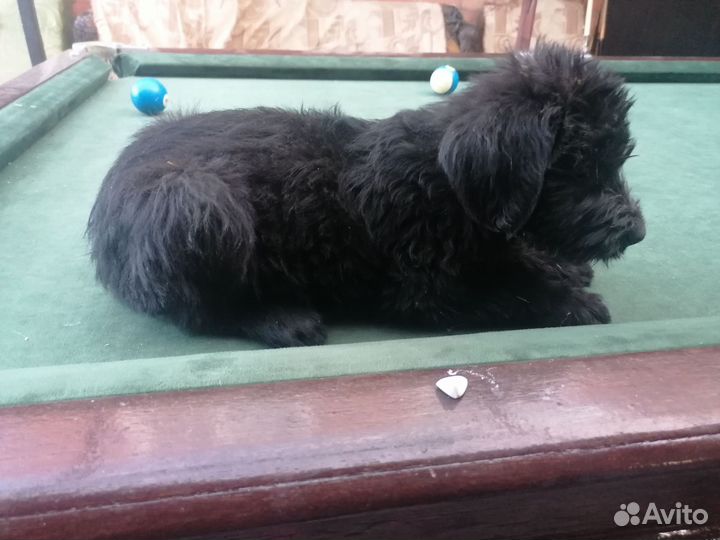 Щенки ризеншнауцера