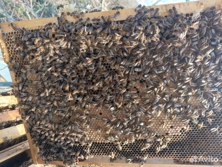 Пчелопакеты карника пешец