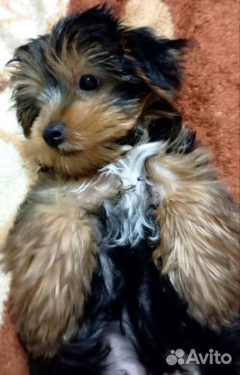 Йоркширский терьер щенок
