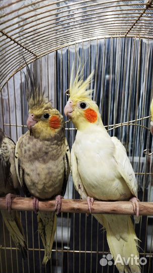 Птенцы Нимфа Корелла