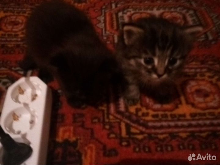 Сибирская кошка бесплатно