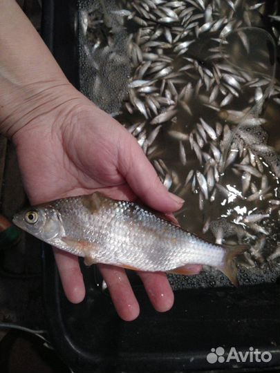 Живец чебак