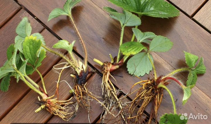 Рассада клубники ремонтантной