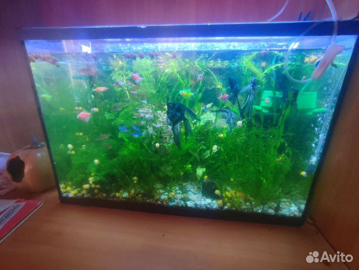 Аквариумное растение