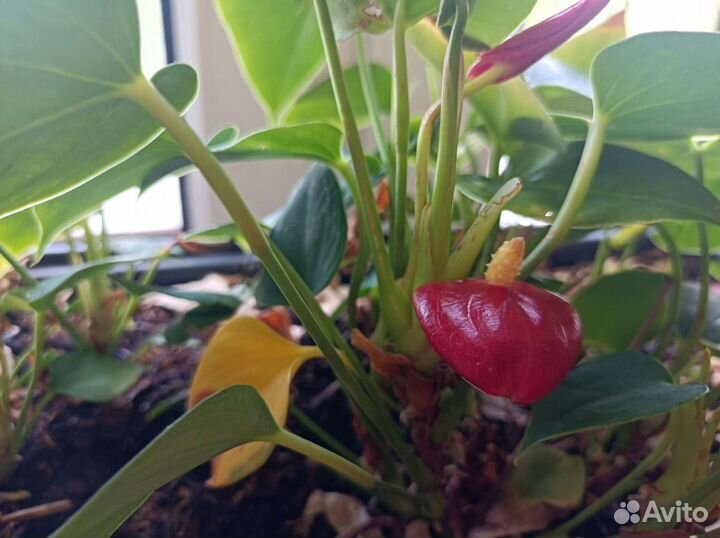 Комнатные цветы антуриум