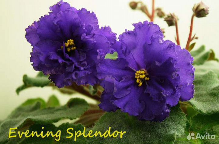 Фиалки сортовой розетки