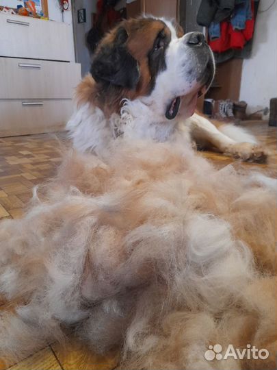 Собачья шерсть