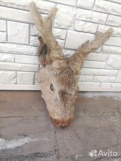 Чучело головы косули