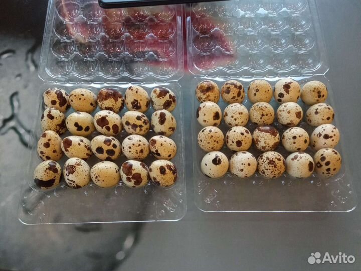 Яйца перепелиные инкубационное и пищевое
