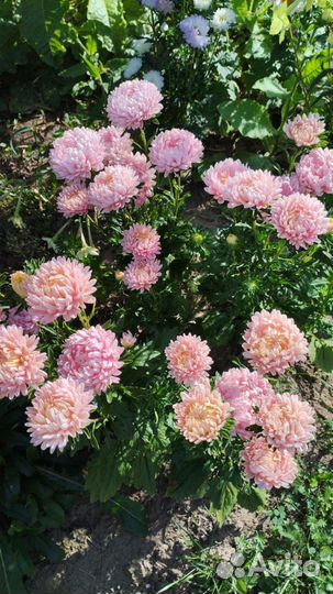 Астра хризантелла