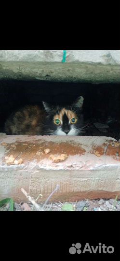 Кошка из капкана