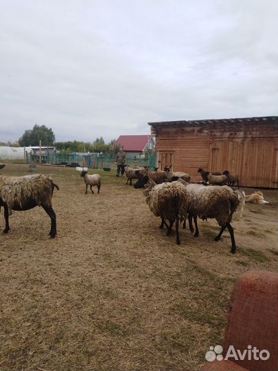 Овцы и Бараны чистокровной Романовской породы