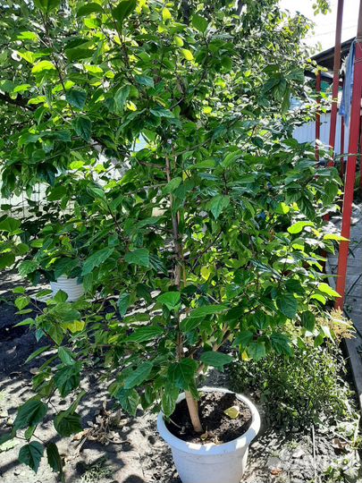 Китайская роза