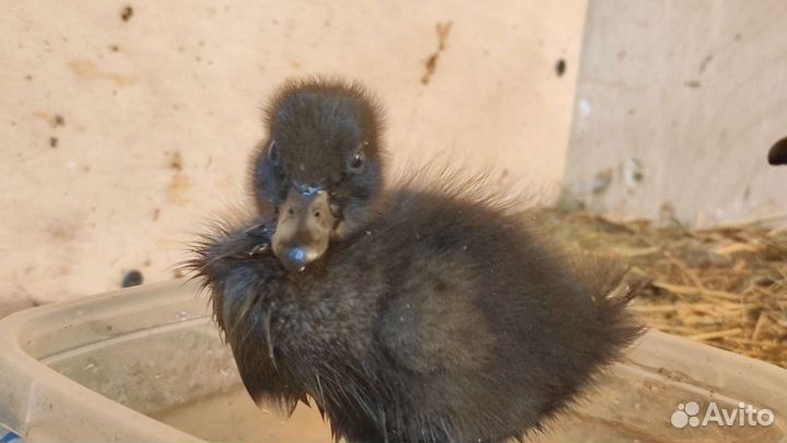 Утка Каюга- семья