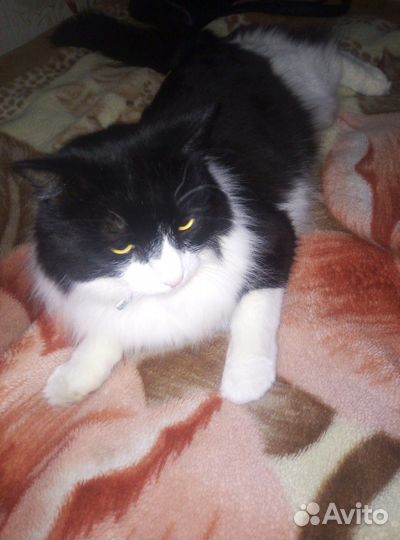 Передержка собак и кошек