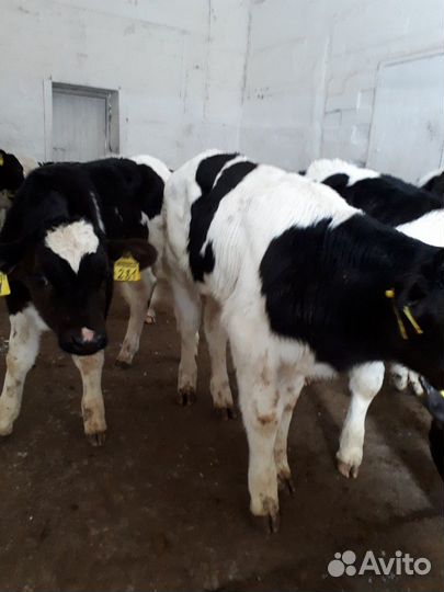 Бычков, телят