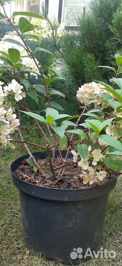 Продам гортензию