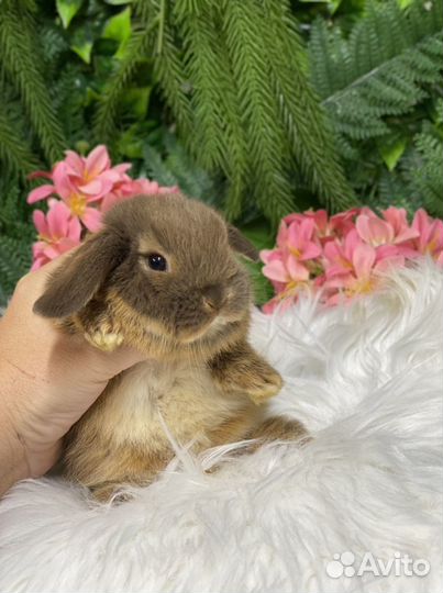 МиниЛоп редкого окраса