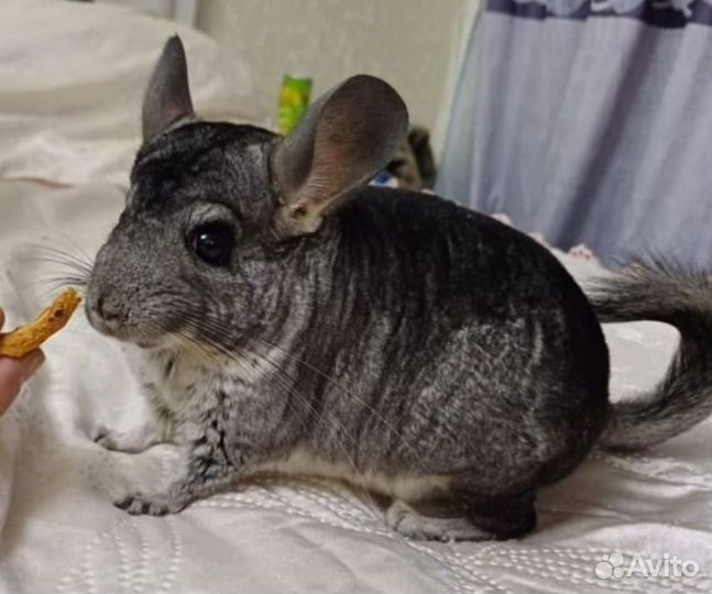 Шиншиллята мальчики