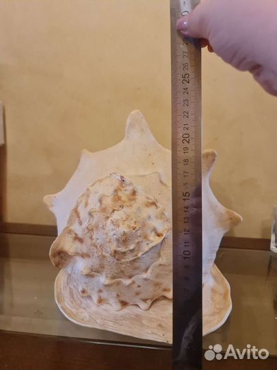 Ракушка огромная