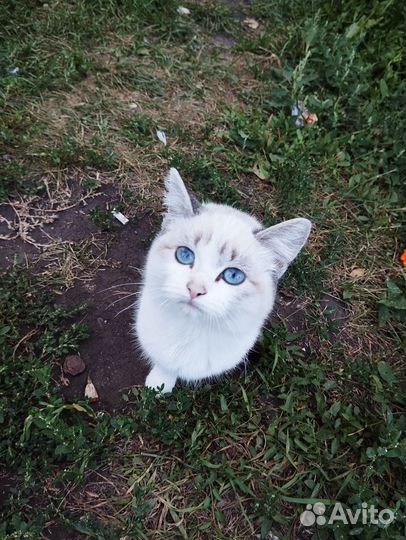 Белый пушистый котенок (девочка)
