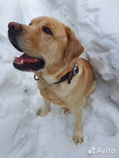 Кобель лабрадора вязка