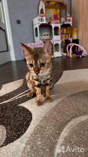 Бенгальская кошка