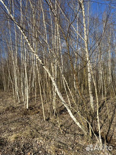 Береза саженцы березы
