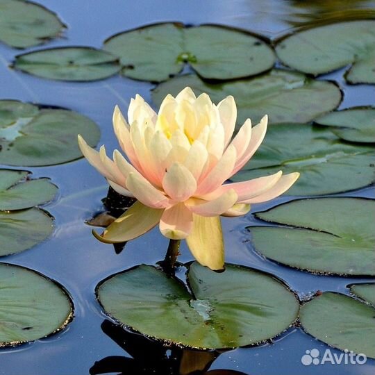Клен,карликовый вяз,ирисы,родиола линейнолистная