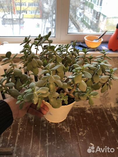 Дерево счастья