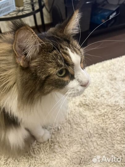 Мейкун бесплатно