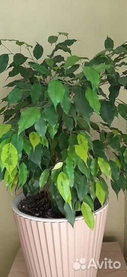 Фикус бенджамина