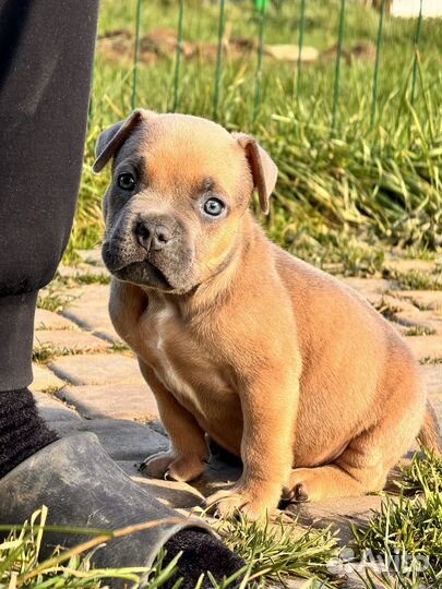 Америкаский булли щенки