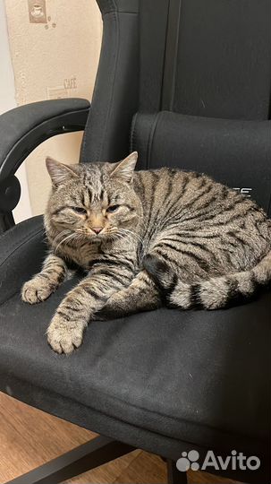 Ищу дом для кота