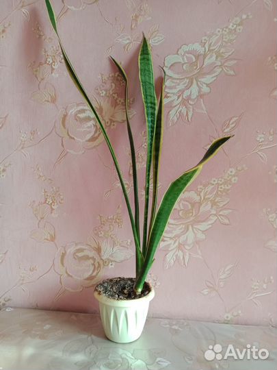 Цветы Сансевиерия