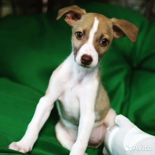 Маленькая собака в добрые руки бесплатно