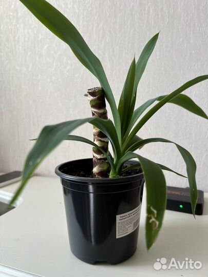 Пальма юкка