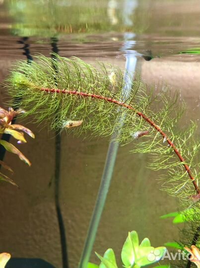 Аквариумные растения, водоросли, креветки