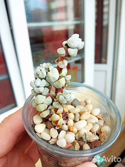 Суккуленты крассула