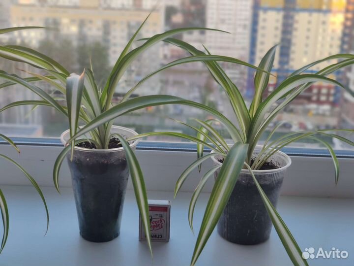 Хлорофитум